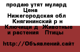 продаю утят мулард › Цена ­ 400 - Нижегородская обл., Княгининский р-н, Ключищи д. Животные и растения » Птицы   